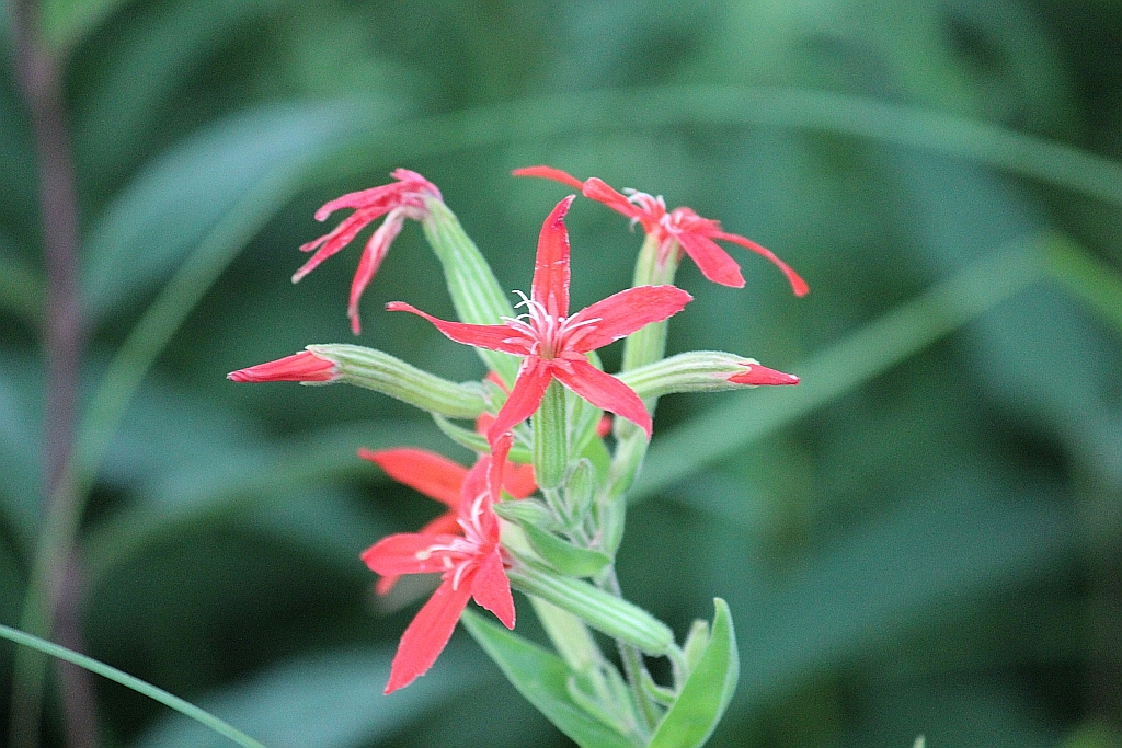 bigelow royal catchfly