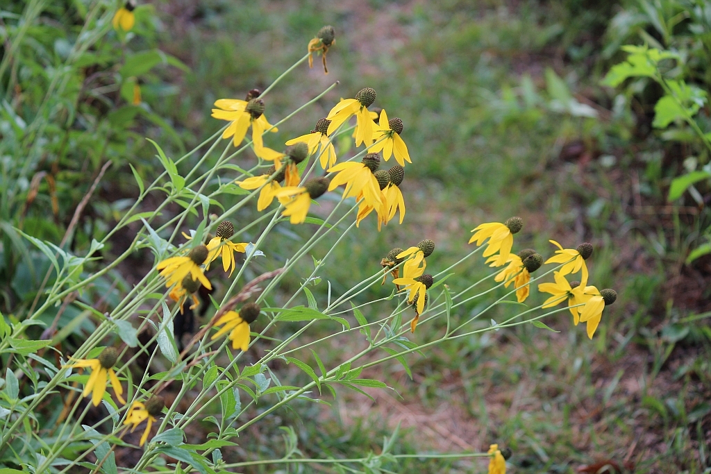 bigelow gray headed coneflowers