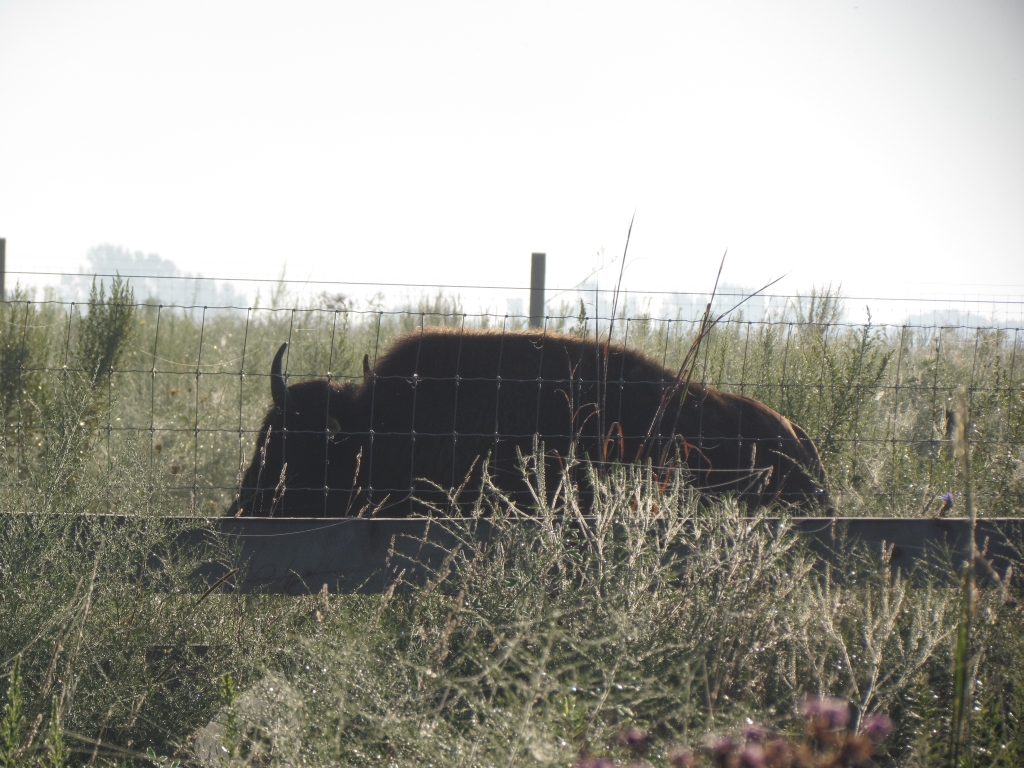 prairie bison