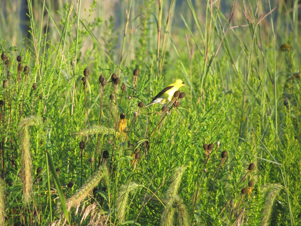 prairie goldfinch