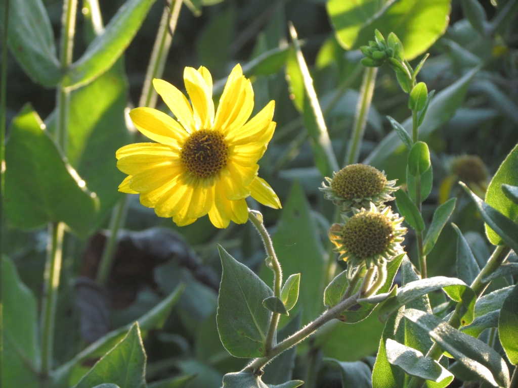 prairie hairy sunflower