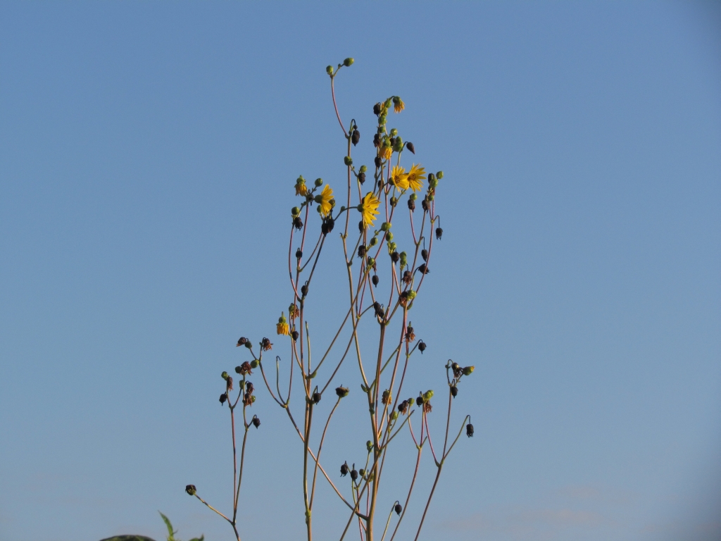 prairie tall coreopsis