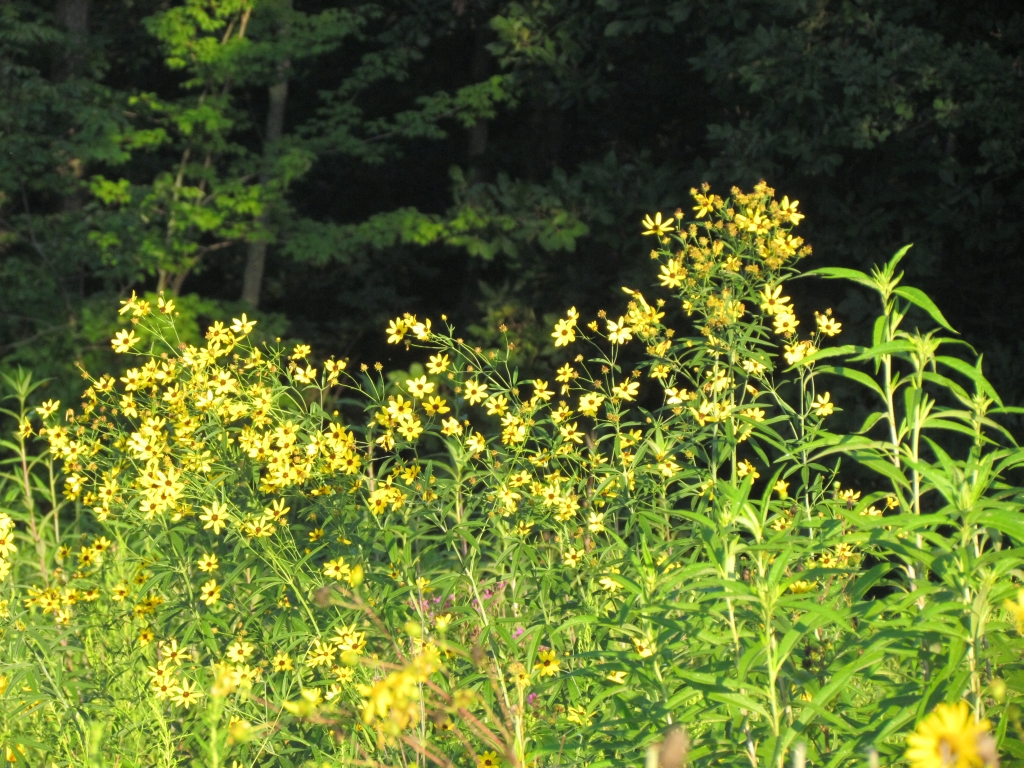 prairie flowers