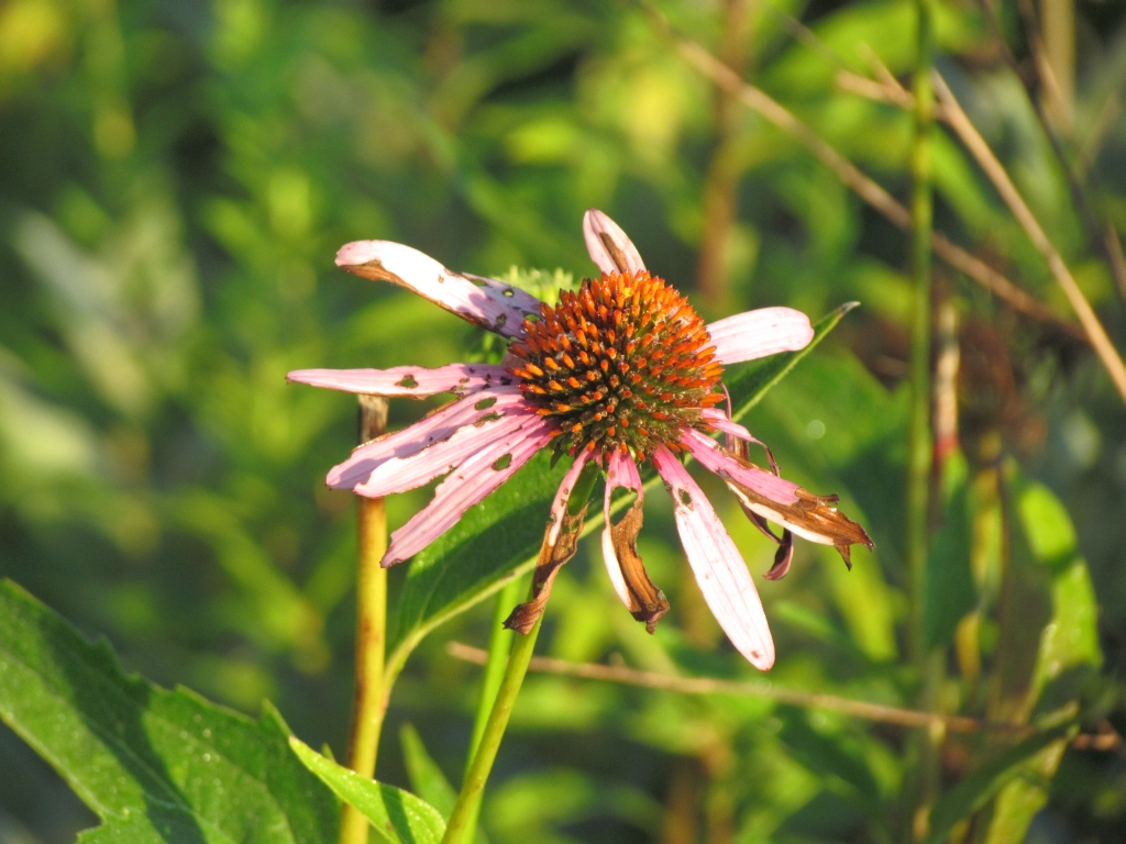 prairie purple coneflower